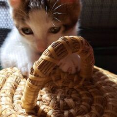 里親様決定しました！ありがとうございます😸 - 猫