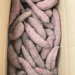 限定　紅はるか　掘り立て　家庭用　焼き芋　サイズ　10キロ