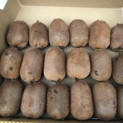 【定型文にはお返事しかねます】キウイフルーツ（緑）約１キロ　三次産