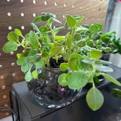 観葉植物 アロマフィカス