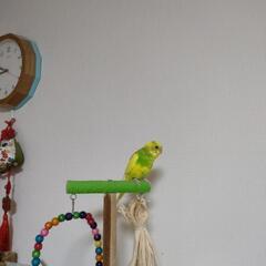 (決めました)セキセイインコ 