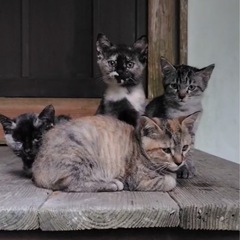生後2ヶ月♡可愛い子猫♡兄妹