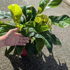 希少観葉植物　原種アンスリウム　ジャングルブッシュ　の画像