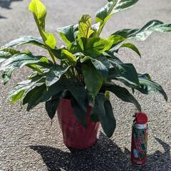 希少観葉植物　原種アンスリウム　ジャングルブッシュ　の画像