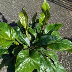 希少観葉植物　原種アンスリウム　ジャングルブッシュ　の画像