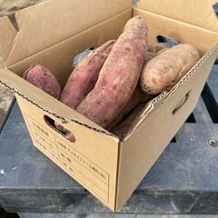 さつまいも「べにはるか」10kg　2024年9月収穫