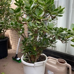 金のなる木(多肉植物)