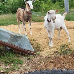✴️田舎の小さな触れ合い動物園✴️