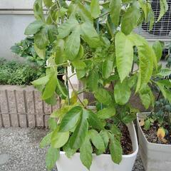 パッションフルーツ（3年生）植木鉢ごと