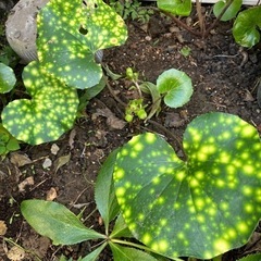 石蕗　　蛍　山野草