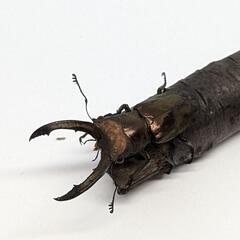 【ペア】メタリフェルホソアカクワガタ　個体識別番号06
