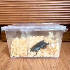 スマトラオオヒラタ♂♀【完売御礼】の画像