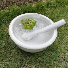 メダカ、水草などの鉢