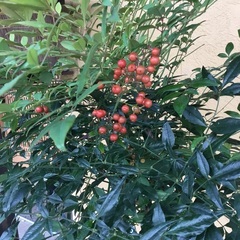 今植え時❣️ナンテン苗木‼️約80cm赤い実がついています❣️の画像