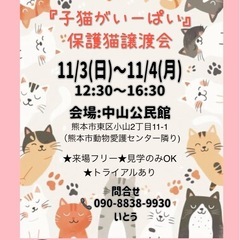 🐱『子猫がいーぱい』💛保護猫譲渡会🐱🐾💕