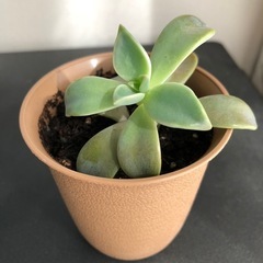 多肉植物　グラプトペタルム　朧月の画像