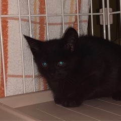 ２か月くらいの黒猫ちゃん