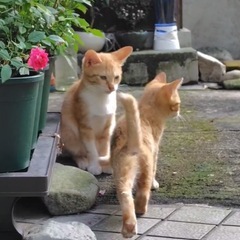 茶白♡茶トラ♡可愛い子猫♡生後2〜3ヶ月