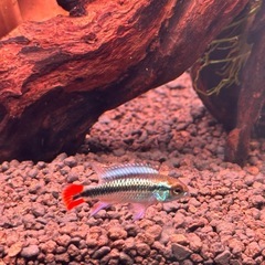 アピストグラマー　ブルーフレーム　雄　♂ 4周年記念大特価！アピストグラマ アガシジィ ブルーフレーム オス若魚