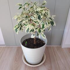 フィカス・ベンジャミン(班入り)観葉植物