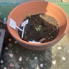 植木鉢