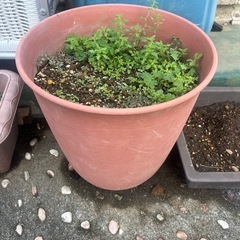 植木鉢