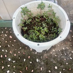植木鉢