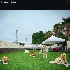 犬のお世話係、社員募集！の画像