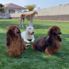 犬のお世話係、社員募集！の画像