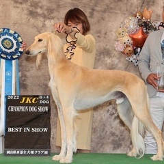 東京西スプレンディッドサルーキクラブ