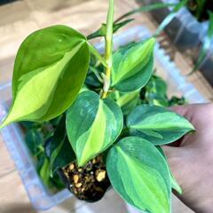 【観葉植物】フィロデンドロン・ブラジル（2.5号ポット付き） 