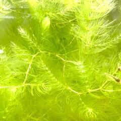 【水草】マツモ（手づかみ1回分程度当）※無農薬の画像
