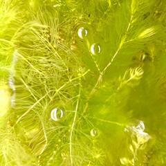 【水草】マツモ（手づかみ1回分程度当）※無農薬の画像