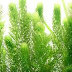 【水草】マツモ（手づかみ1回分程度・配送60サイズ相当）※無農薬