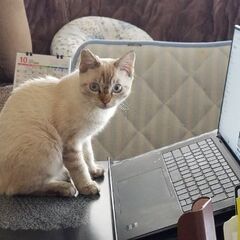 里親さんが決まりました！！ありがとうございました＾＾