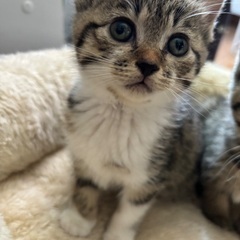 人懐こいキジ白の子猫です。