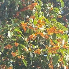 金木犀花の画像