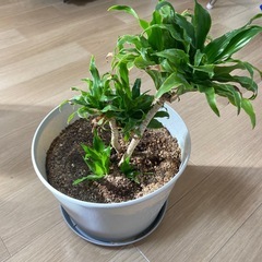 観葉植物ドラセナ・コンパクタ 鉢付き