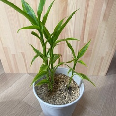 観葉植物 ドラセナ サンデリアーナ 鉢付き