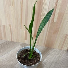 観葉植物 サンセベリア 鉢付きの画像