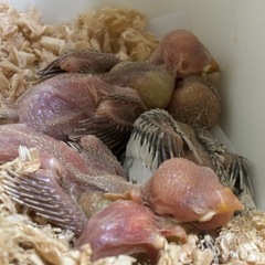 文鳥雛　シナモン、クリーム