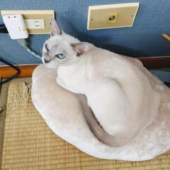 助けて下さい 希少種 トンキニーズ 女の子 - 猫