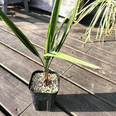 ココスヤシ　苗　サイズいろいろ　300〜900円