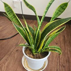 サンセベリアの画像