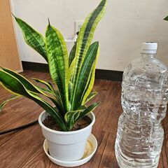 サンセベリアの画像