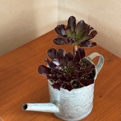 クロボウシの画像