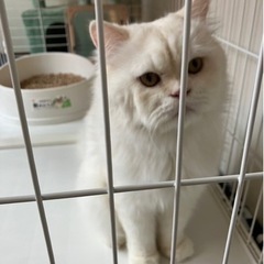 足長マンチカン、ふあふあ君(トライアル中)