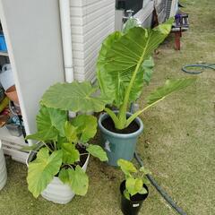 クワズイモ3鉢 