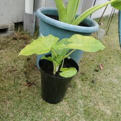 クワズイモ3鉢 の画像