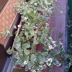 (取引中)観葉植物セットの画像